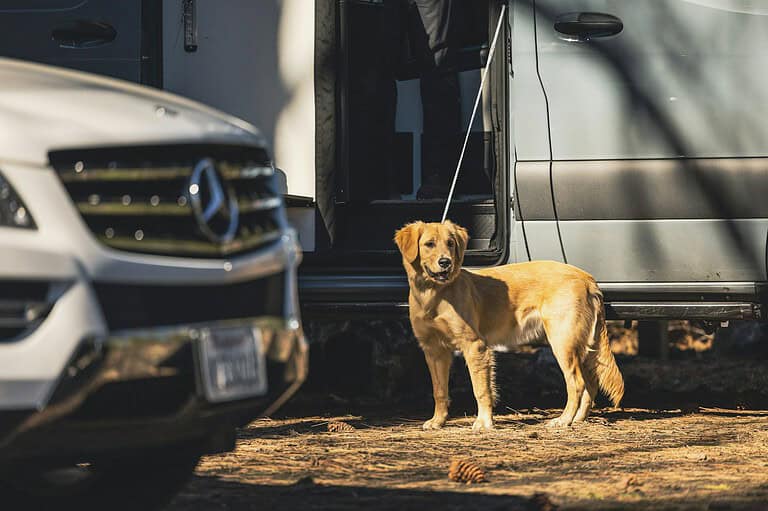 Leashed dog standing beside camper vans at a campsite
