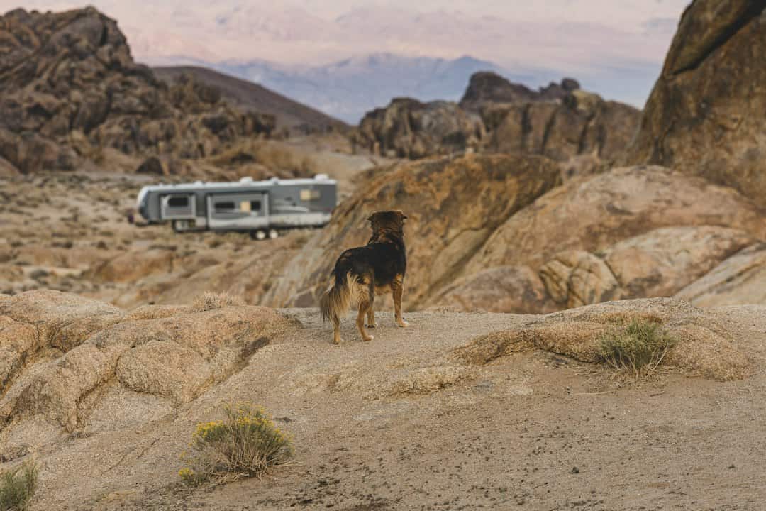 Editorial photo illustrating rv camping with dogs